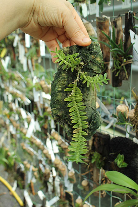 Dichaea pendula.jpg