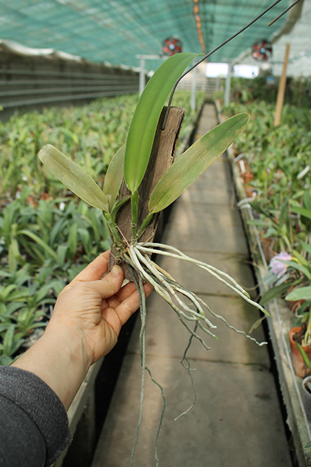 Cattleya maxima.jpg