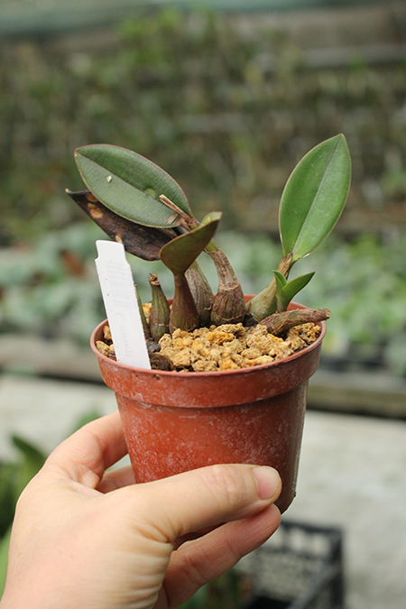 Laelia milleri.jpg