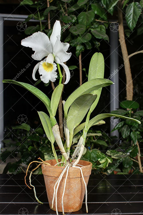 Cattleya labiata alba 'Otima' XXX x Cattleya labiata roxo bispo 'Urbano'.jpg
