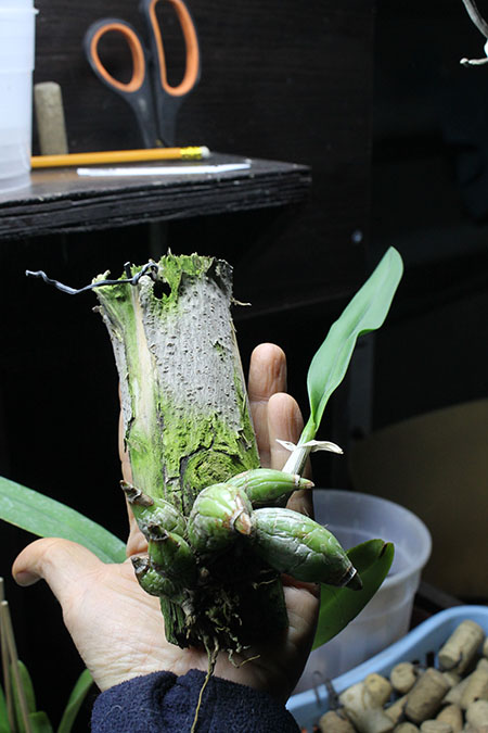 Laelia majale.jpg