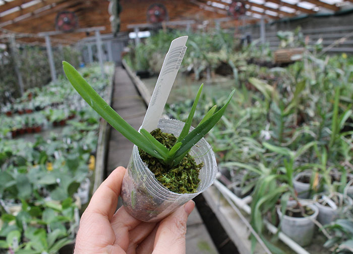 Vanda cristata.jpg
