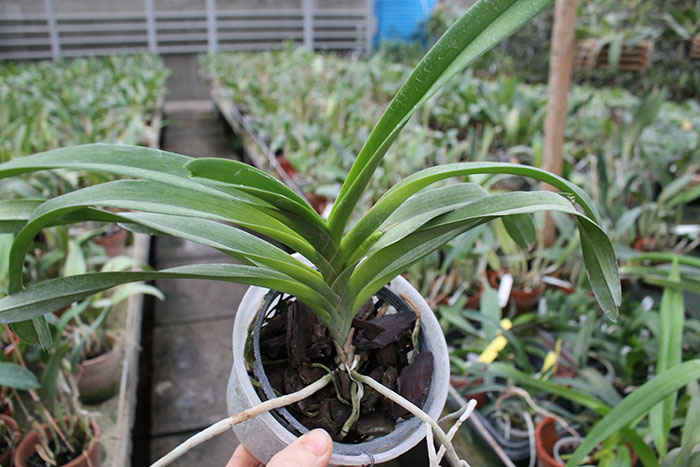 Vanda javierae.jpg