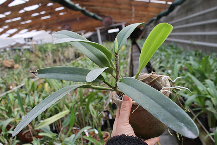 Cattleya maxima.jpg