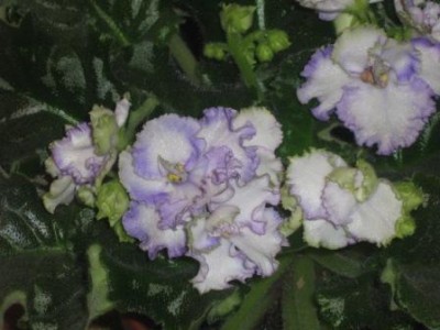 IMG_0715.jpg
