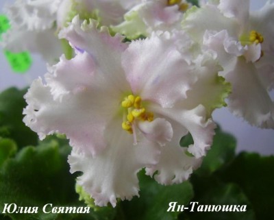 Ян-Танюшка