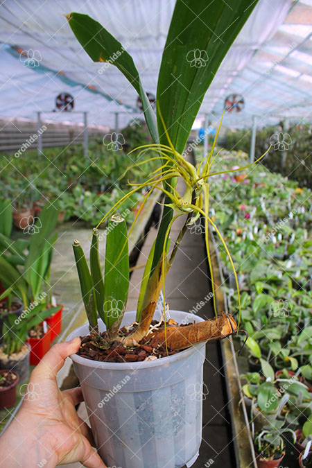 Brassia caudata.jpg