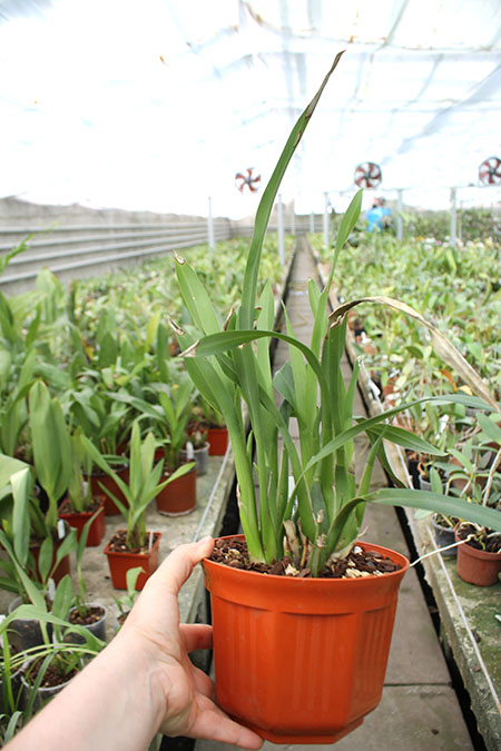 Ada aurantiaca.jpg