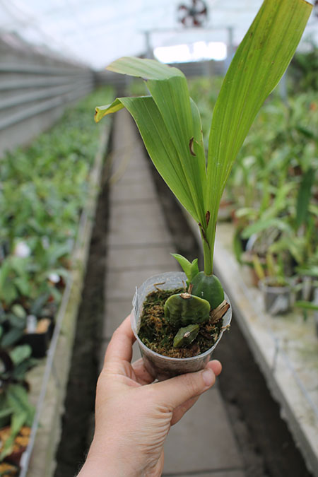 aromatica.jpg