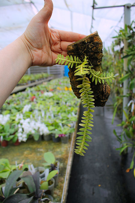 Dichaea pendula.jpg
