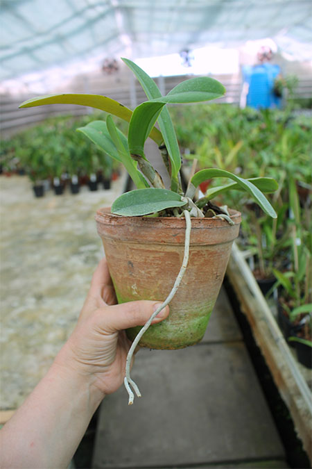 cattleya maxima.jpg