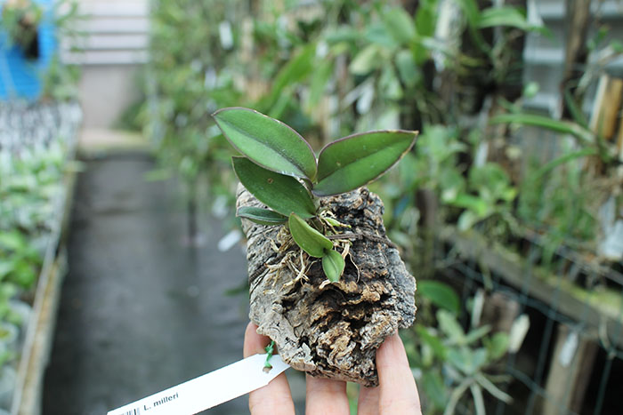 Laelia milleri.jpg