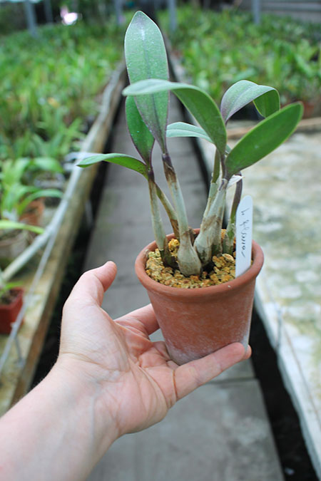Laelia flava.jpg