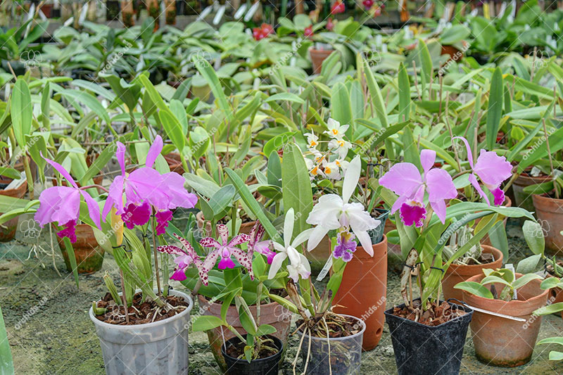 Cattleya.jpg