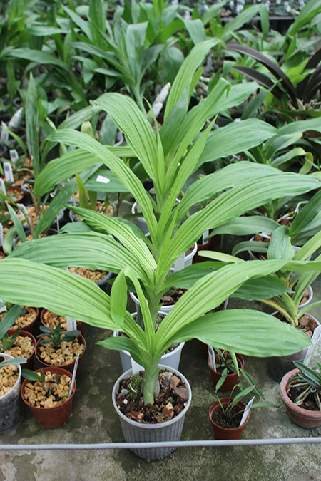 Calanthe rosea.jpg