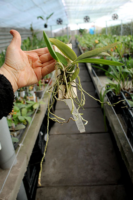 Laelia jongheana.jpg