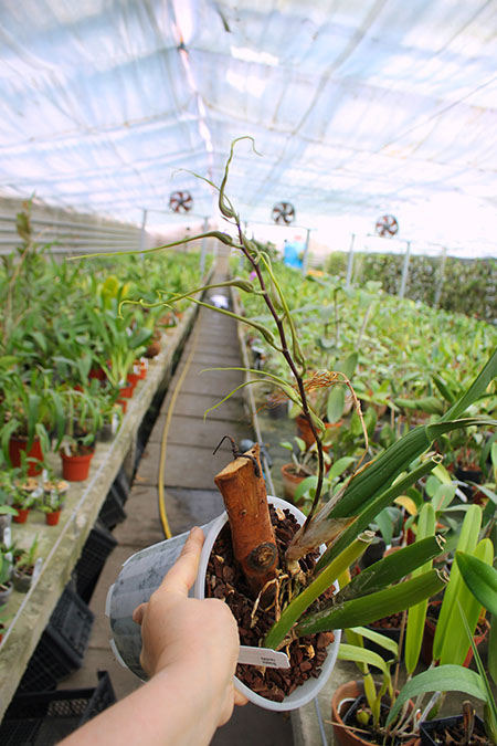 Brassia caudata.jpg