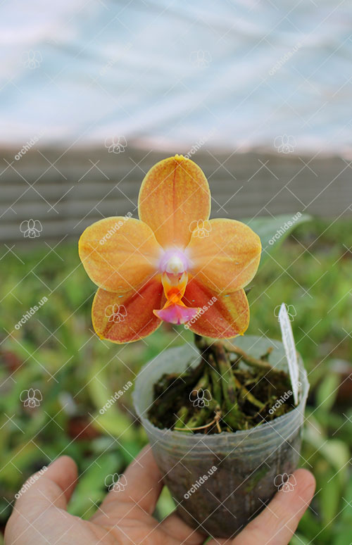 Phalaenopsis Joy Jewel Box (Joy Spring Venus x Buena Jewel).jpg