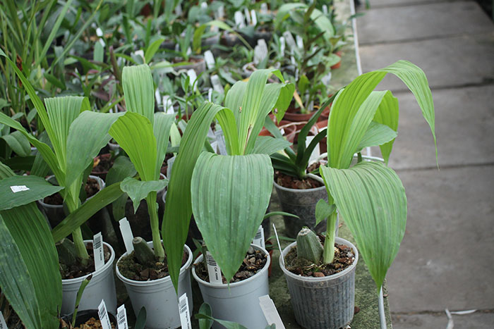 Calanthe rosea.jpg