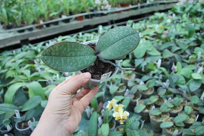 Schilleriana 4N.jpg