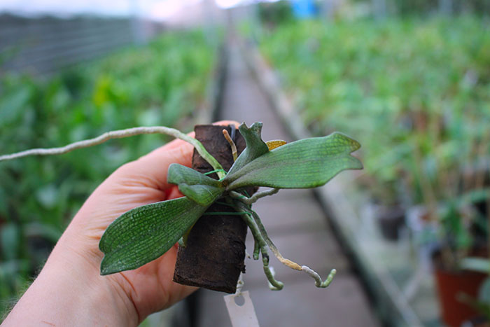 Aerangis biloba.jpg