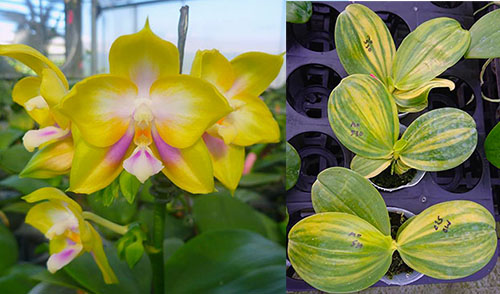 Phalaenopsis Zheng Min Muscadine 'Mituo #3' variegated.jpg