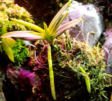 Neofinetia falcata "Aojiku Yoroidoshi"