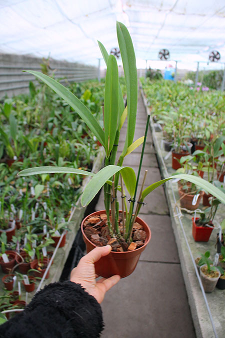 Cattleya maxima.jpg