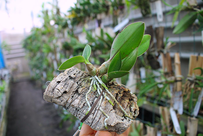 Laelia milleri.jpg