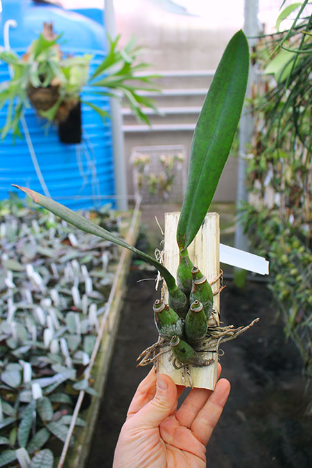 Laelia majale.jpg