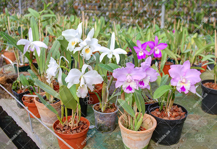Cattleya.jpg