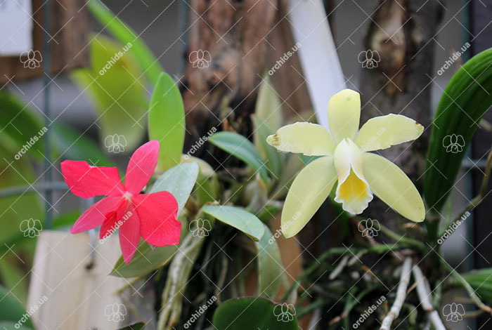 Cattleya.jpg