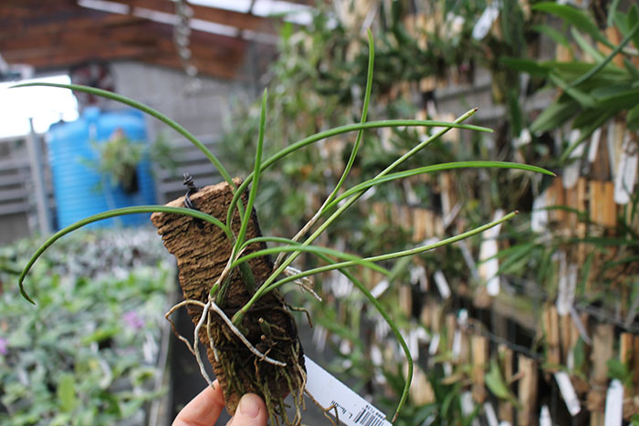 Laelia lundii.jpg