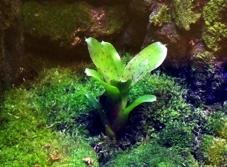 Neoregelia