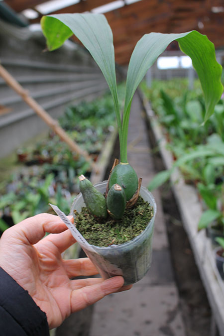 Lycaste Yasaka.jpg