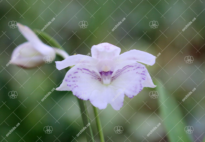 Dendrobium Maiden Charlotte x Micro Chip.jpg