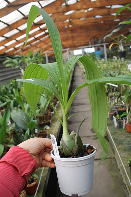Calanthe rosea.jpg
