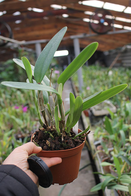 Cattleya maxima.jpg