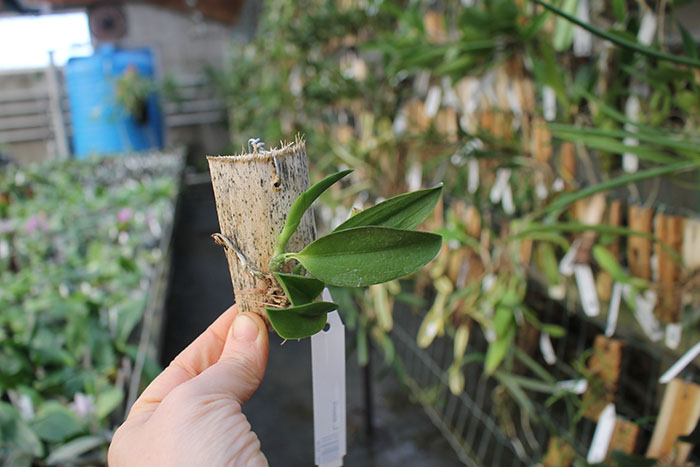 Laelia alaorii.jpg