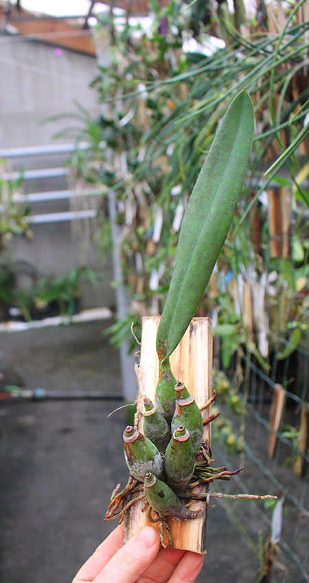 Laelia majale.jpg