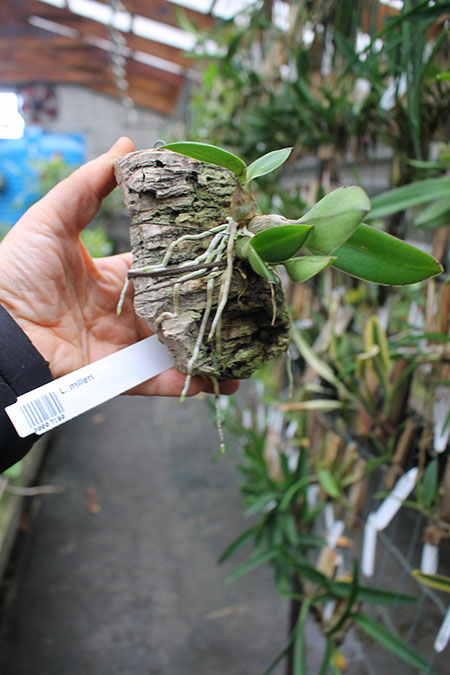 Laelia milleri.jpg