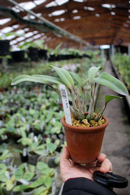 Laelia flava.jpg