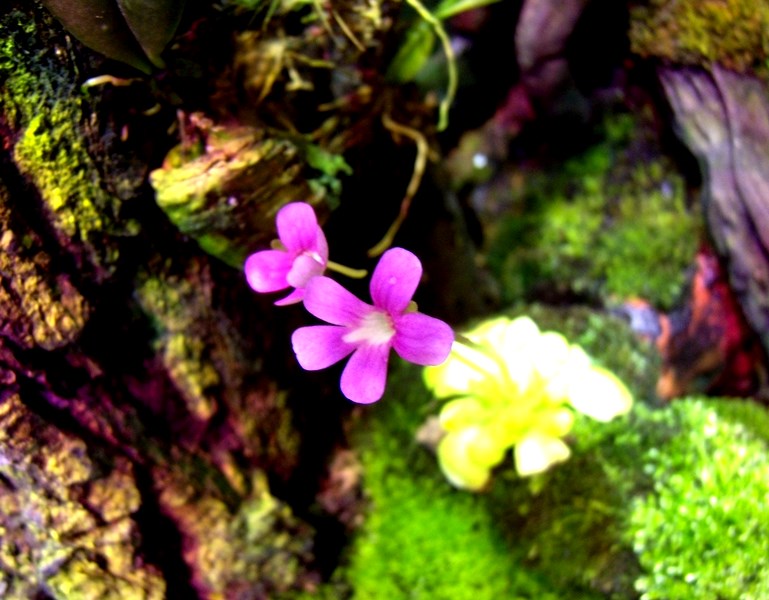 DSCN0010.JPG