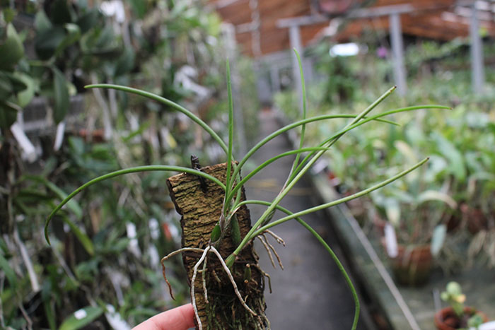 Laelia lundii.jpg