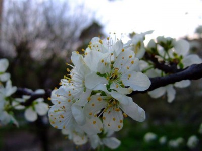 DSCF0128-1.JPG