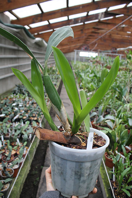 Brassia caudata.jpg