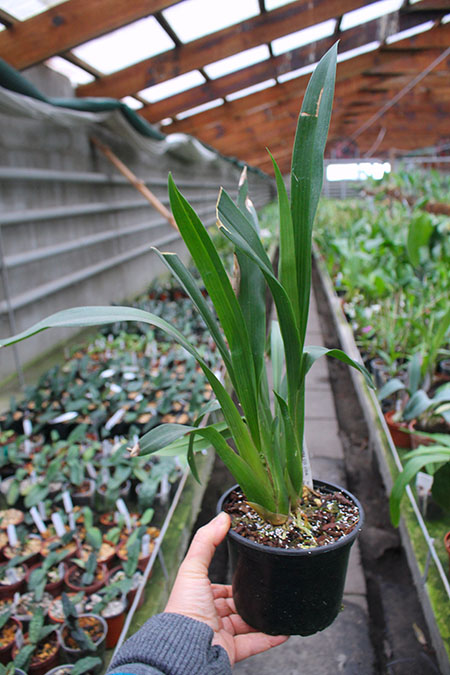 Ada aurantiaca.jpg