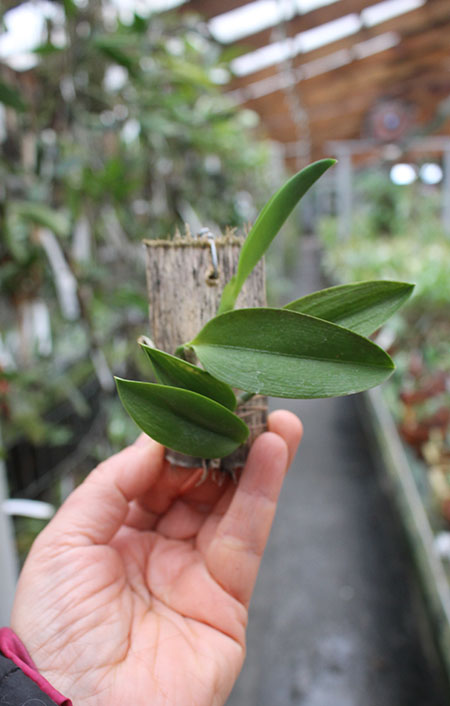 Laelia alaorii.jpg