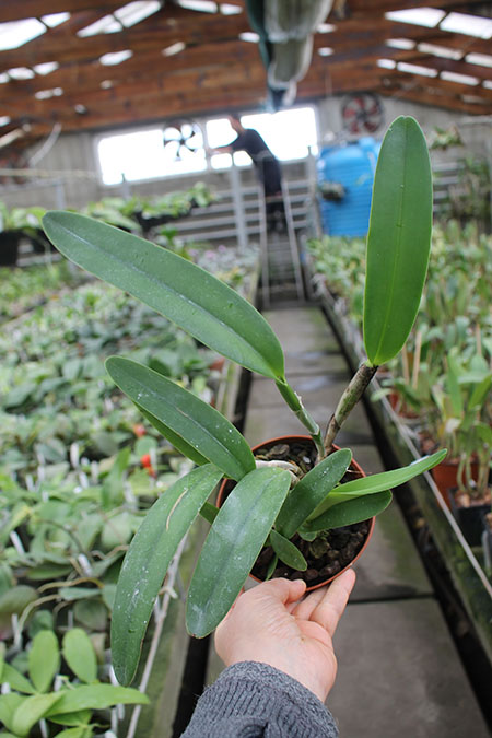 Cattleya maxima.jpg