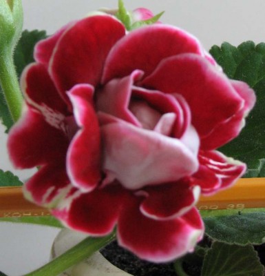 IMG_0522 copy.jpg